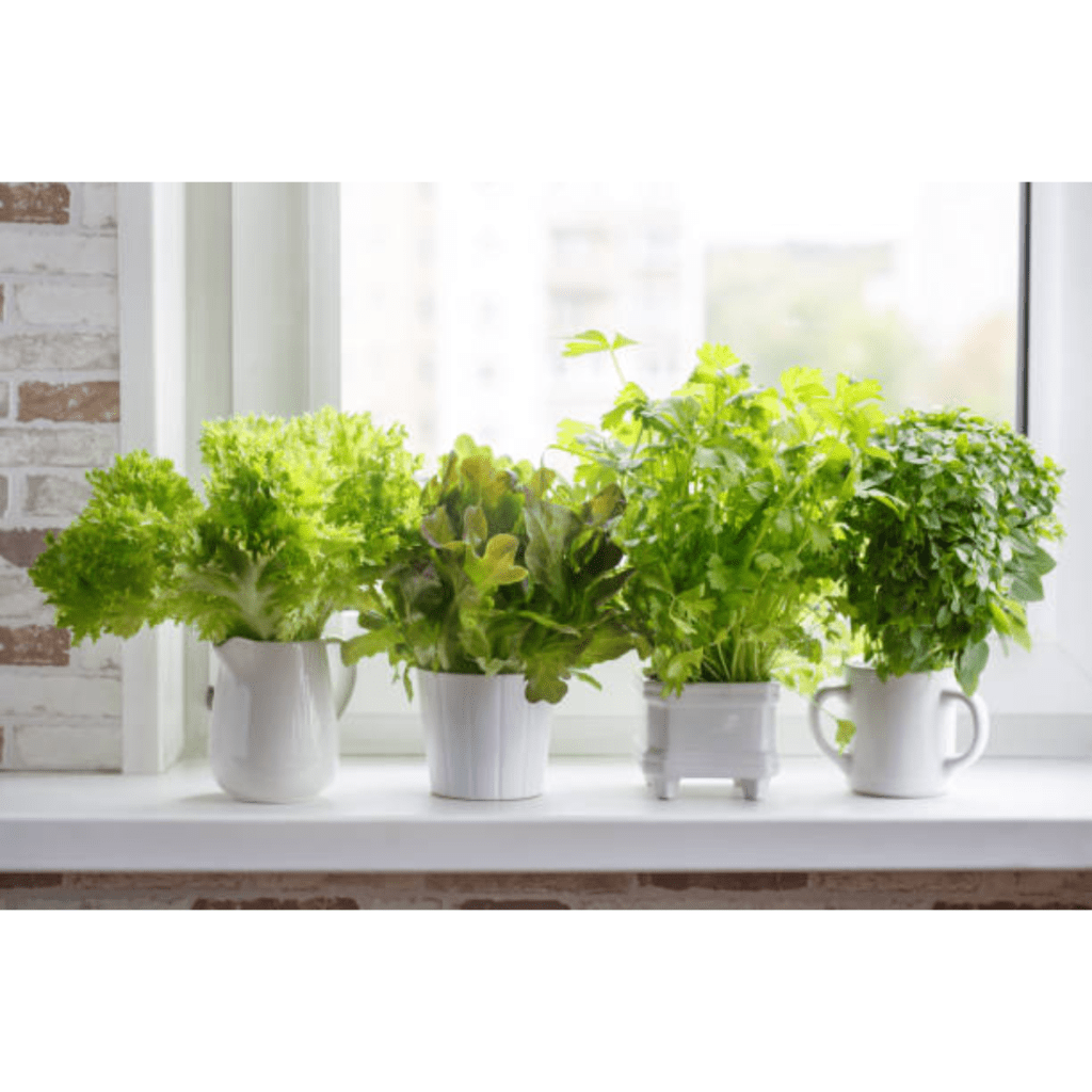 Image illustrates vegetables growing inside for gardening indoors. 