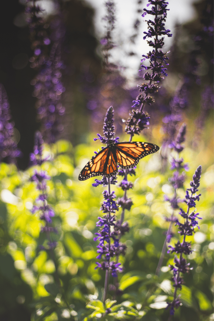 Image illustrates a pollinator friendly garden.