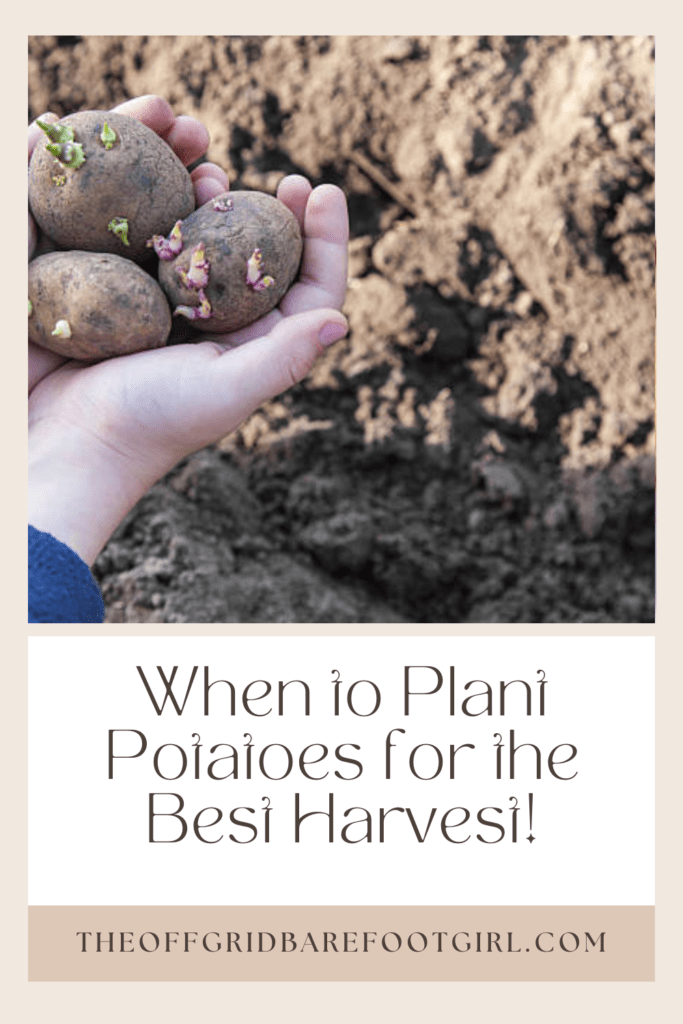 Image illustrates a Pinterest pin of potato seeds for when to plant potatoes. 