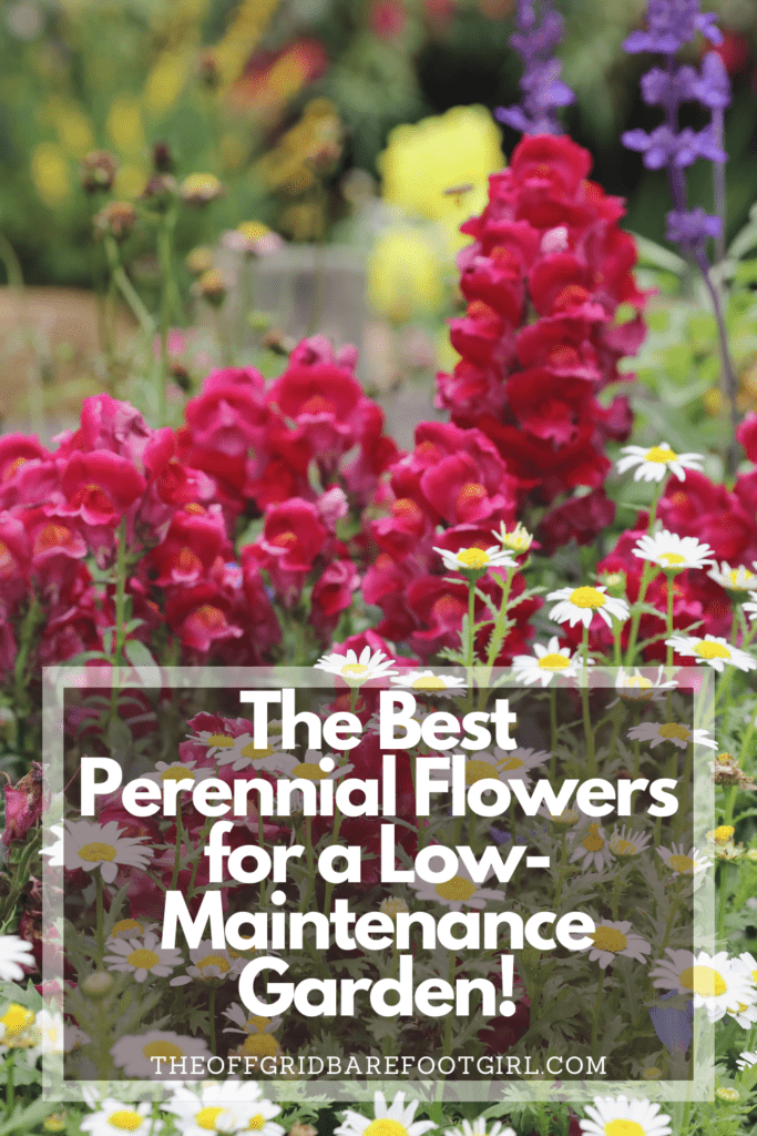 Image illustrates a Pinterest pin of perennial flowers. 