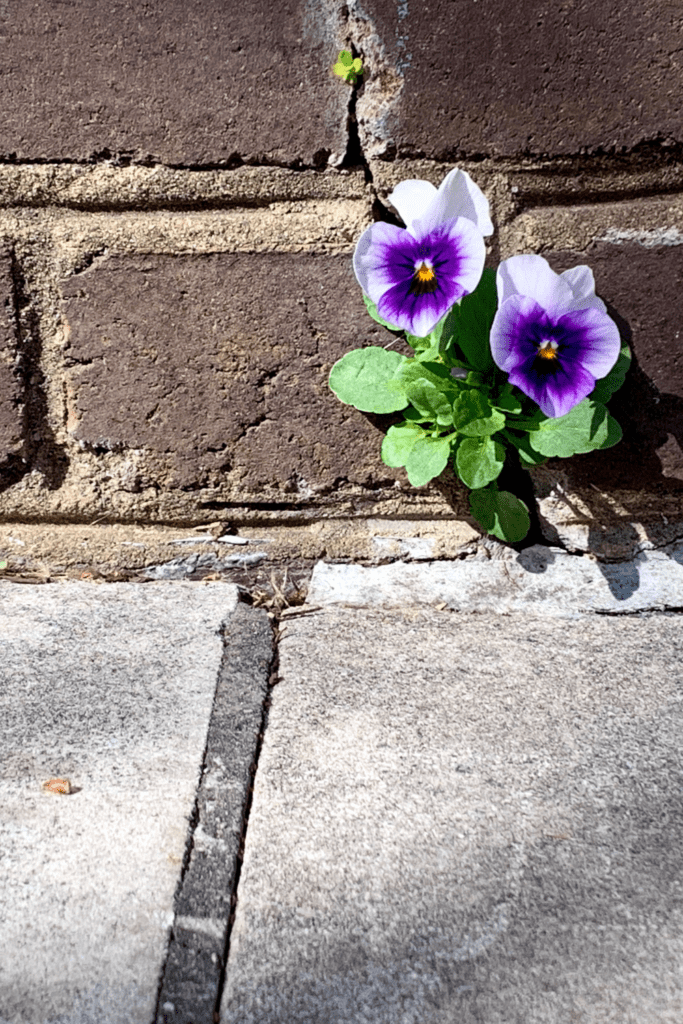 Image illustrates a flower growing in a concrete wall demonstrating overcoming challenges through resiliency. 