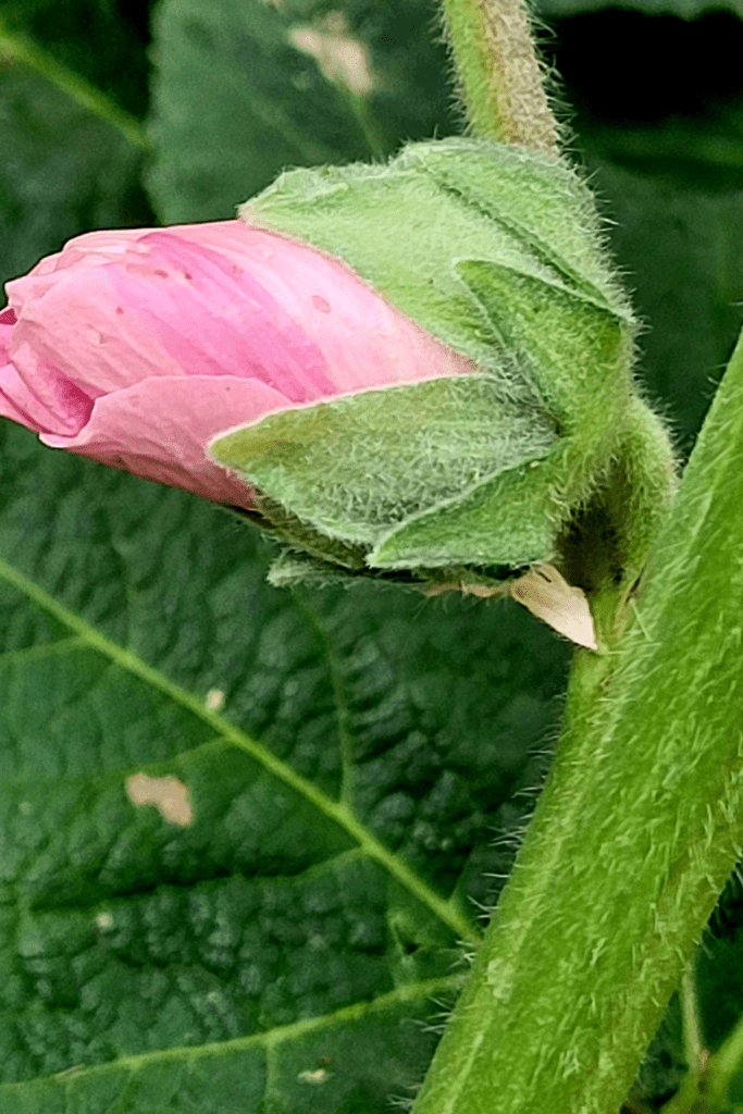 Image illustrates flower buds for a flower garden. 