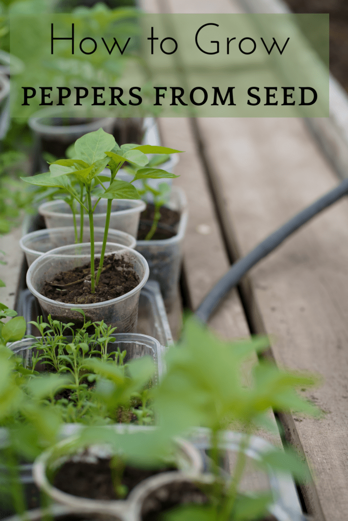 Image illustrates how to grow peppers from seed. 