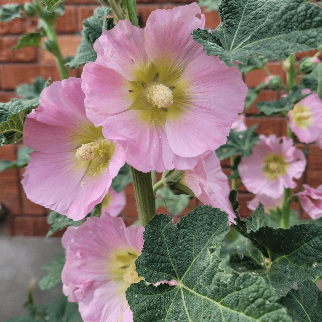 Images illustrates hollyhocks. 