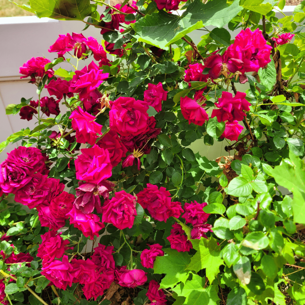 Image illustrates roses. 