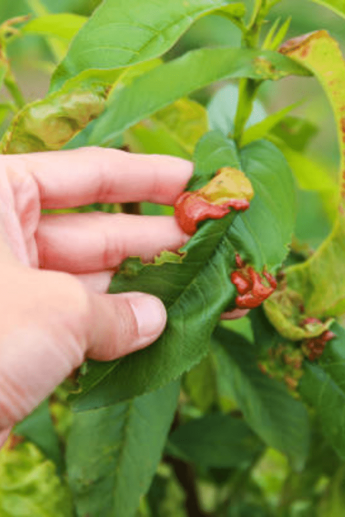 Image illustrates disease on plants.