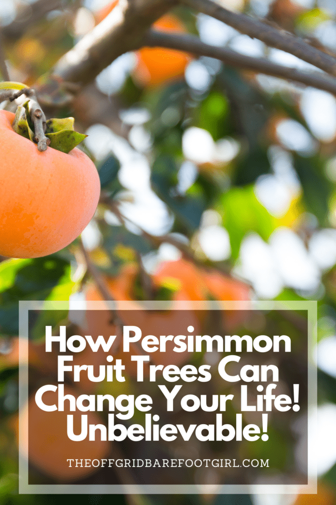 Image illustrates a Pinterest pin of persimmon trees.
