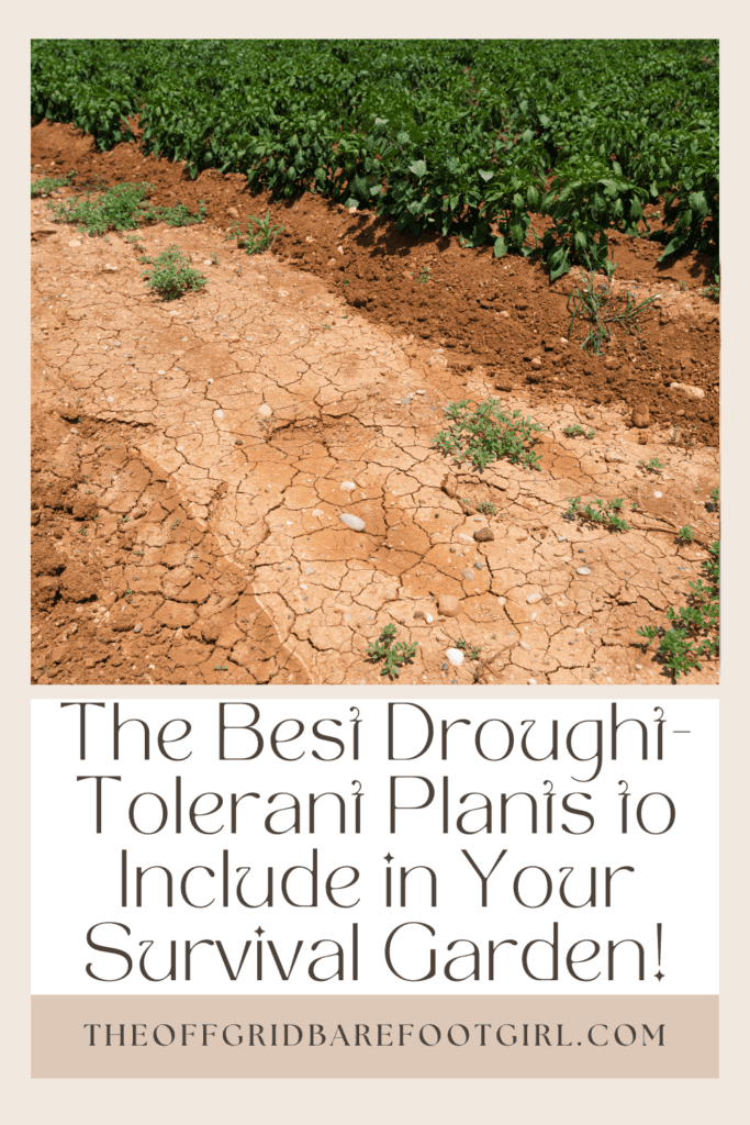 Image illustrates a Pinterest pin of drought tolerant plants. 