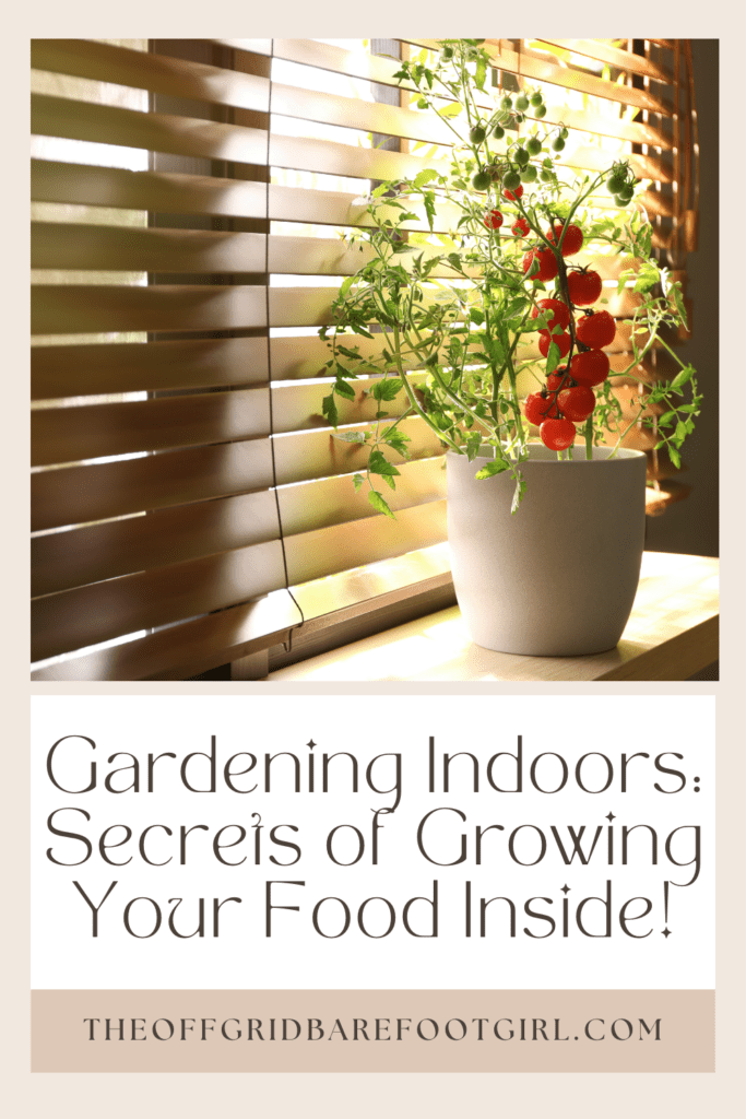 Image illustrates growing a tomato plant inside for gardening indoors.
