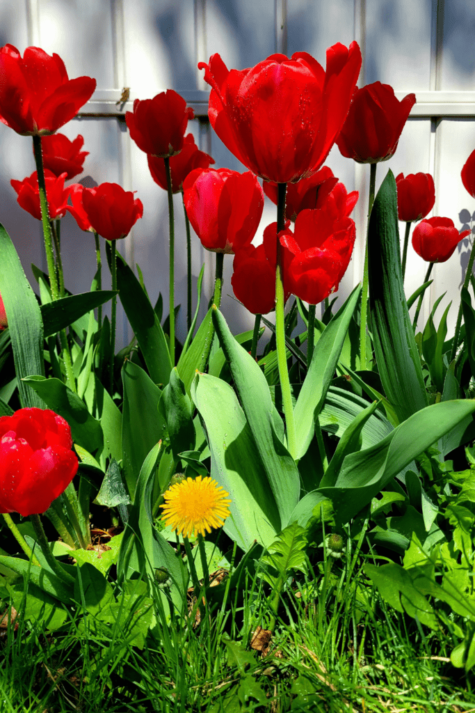 Image illustrates tulips for a flower garden. 