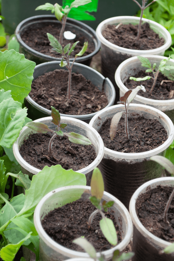 Image illustrates how to grow pepper seeds.