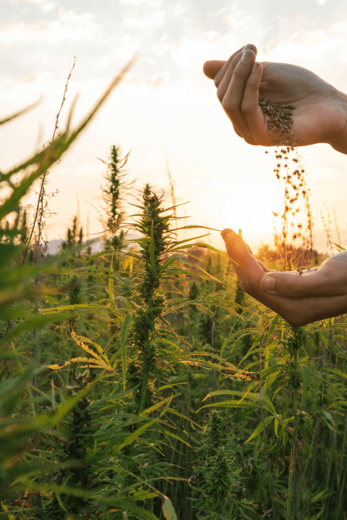 Image illustrates harvesting and saving seeds. 