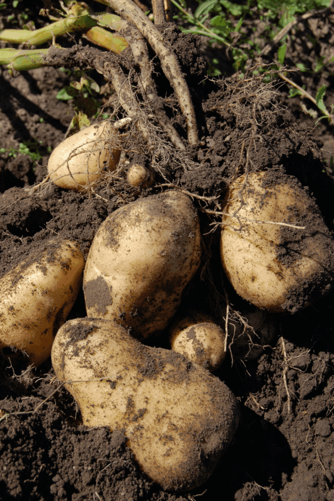 Image illustrates potatoes for when to plant potatoes.