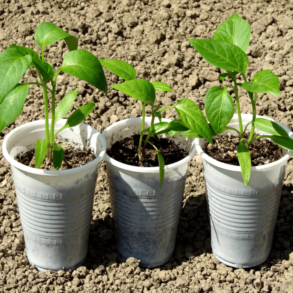Image illustrates pepper seedlings ready for transplanting into the garden. 