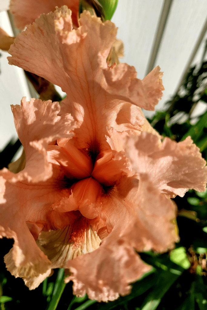 Image illustrates bearded irises for a flower garden. 
