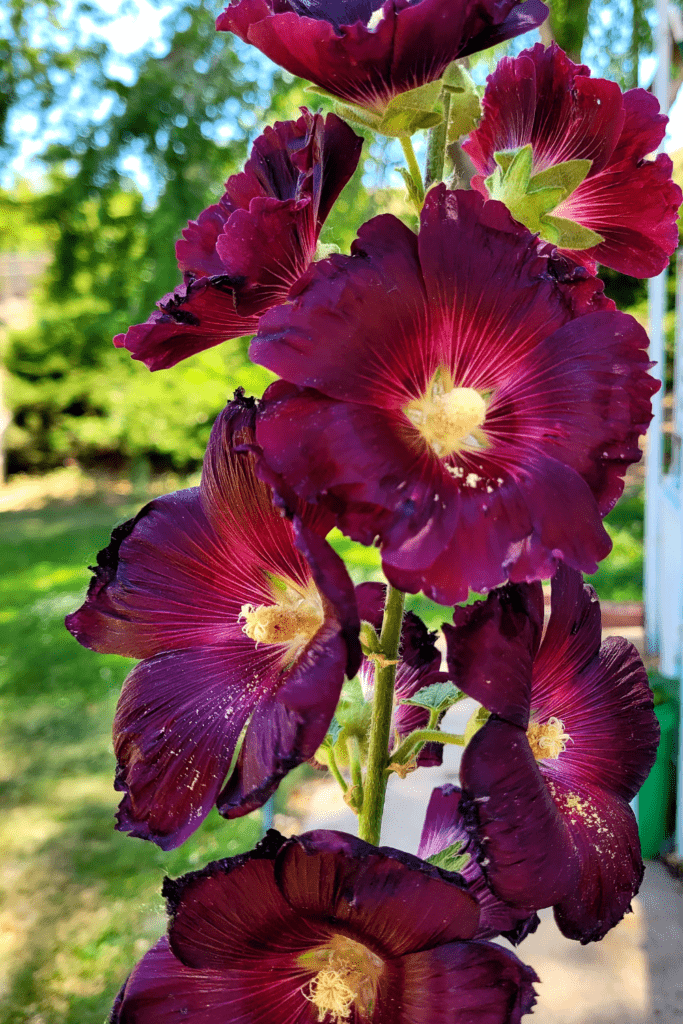 Image illustrates hollyhocks for a flower garden. 