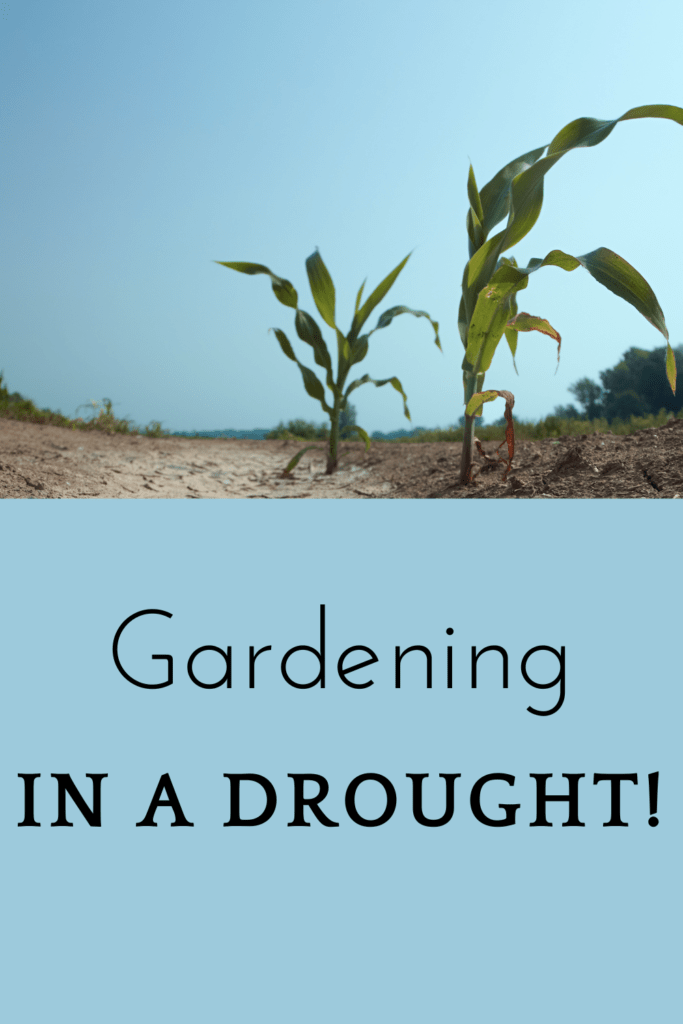 Image illustrates a garden in a drought. 