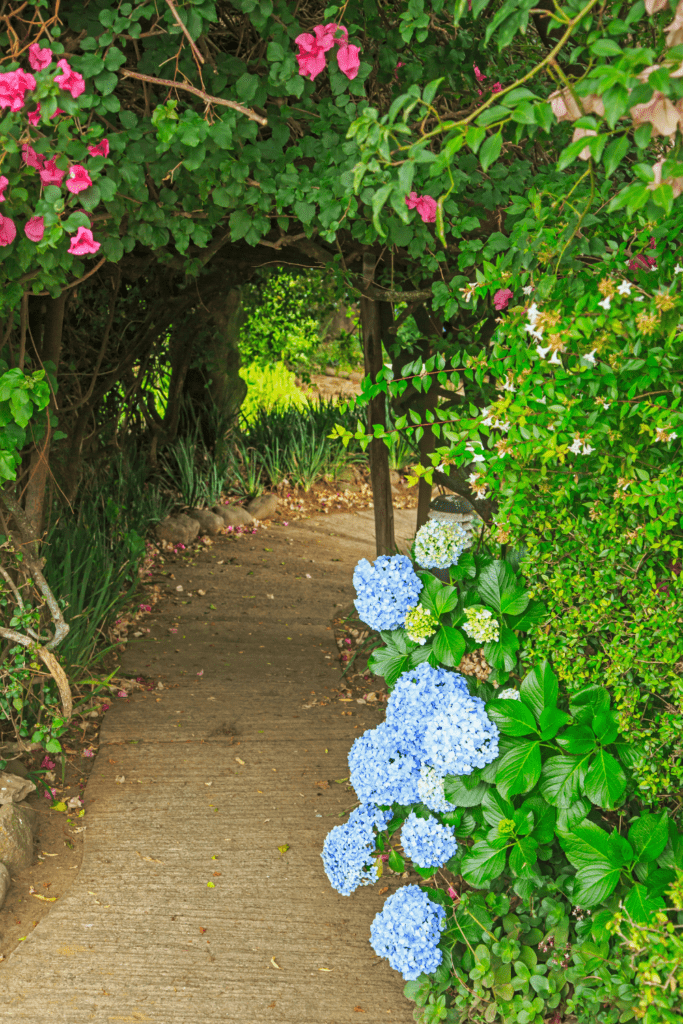 Image illustrates a path in a Japanese tea garden. 