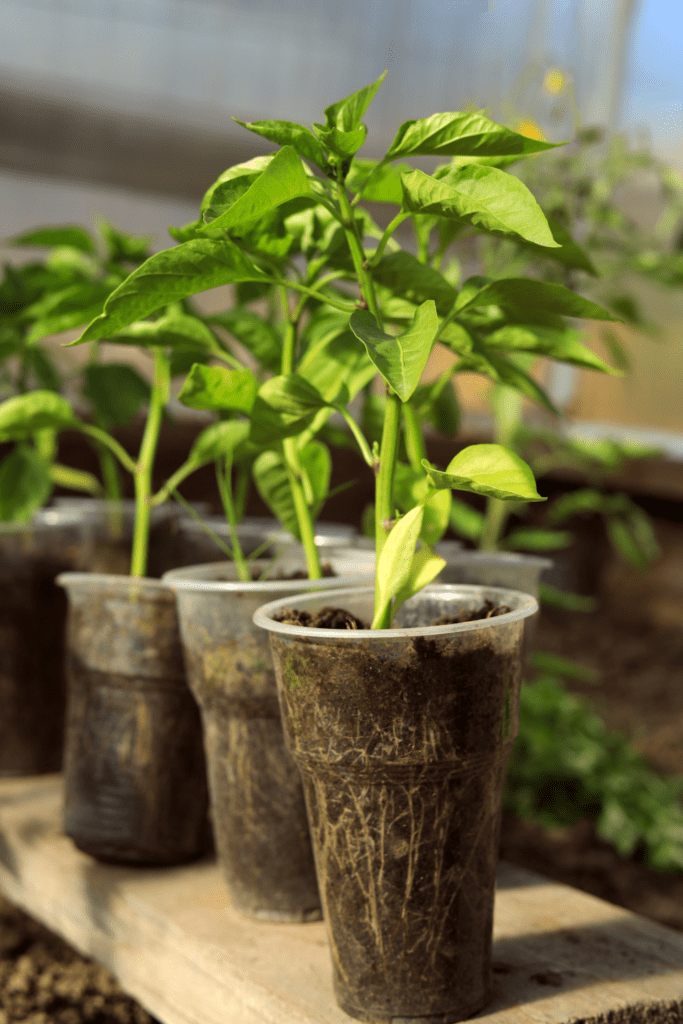 Image illustrates pepper seedlings in cups demonstrating how to grow pepper seeds. 