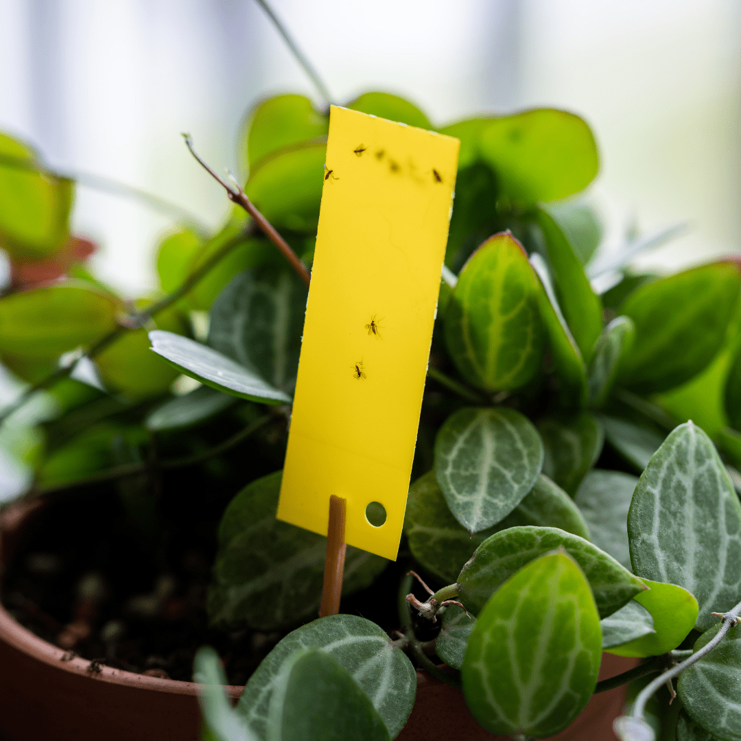 Got Fungus Gnats? How to Destroy Them for Good!