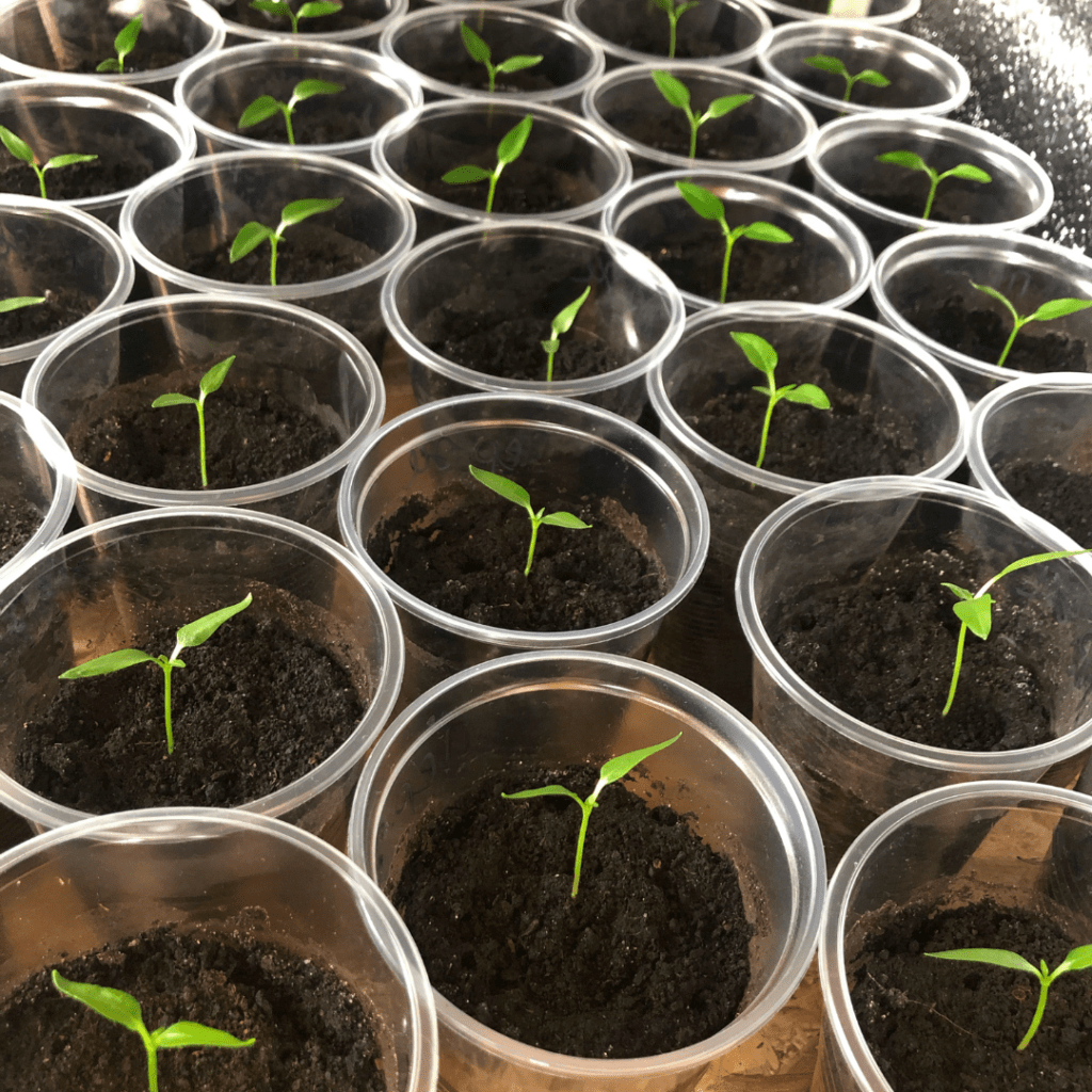 Image illustrates how to start peppers from seed.