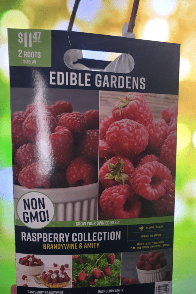 Image illustrates raspberry plants.