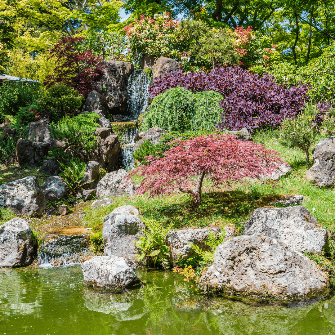 Image illustrates a Japanese tea garden.