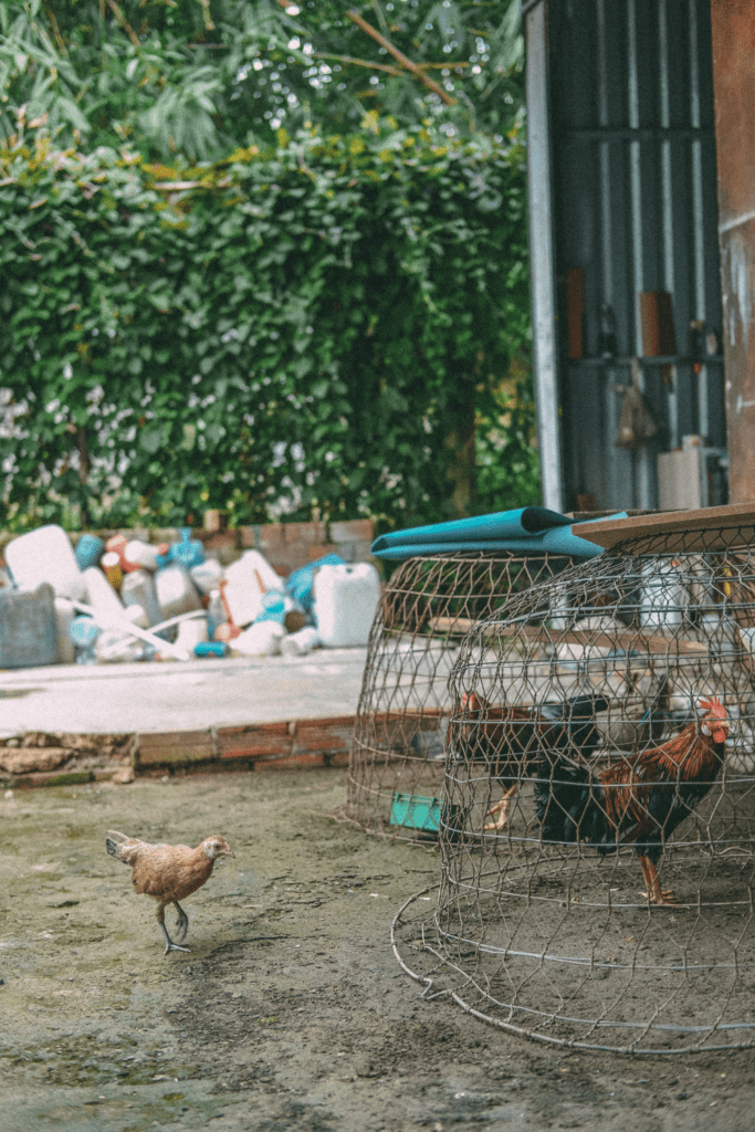 Image illustrates chickens for how to live off-grid. 