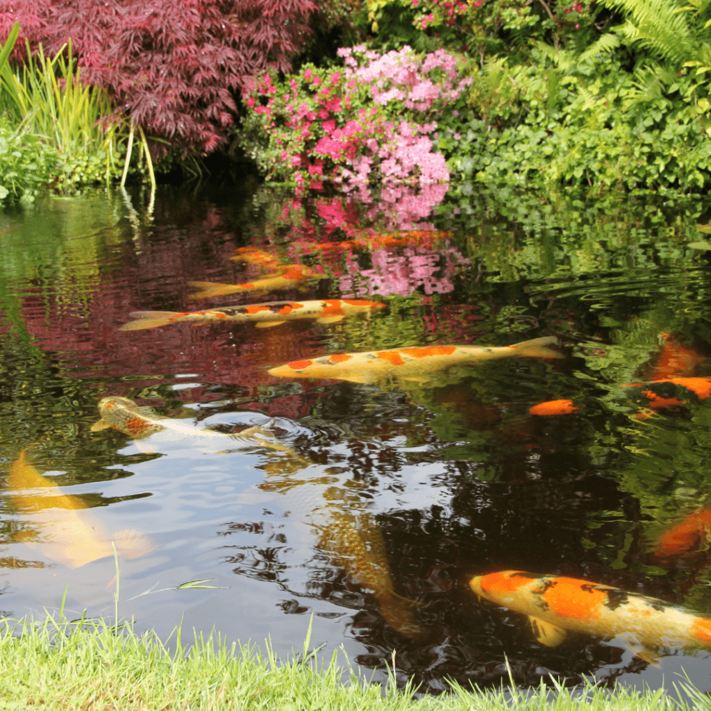 Image illustrates a koi pond in a Japanese tea garden. 