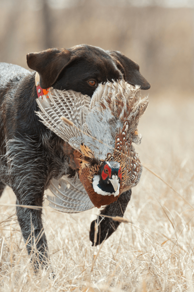 Image illustrates a hunting dog for how to live off-grid. 