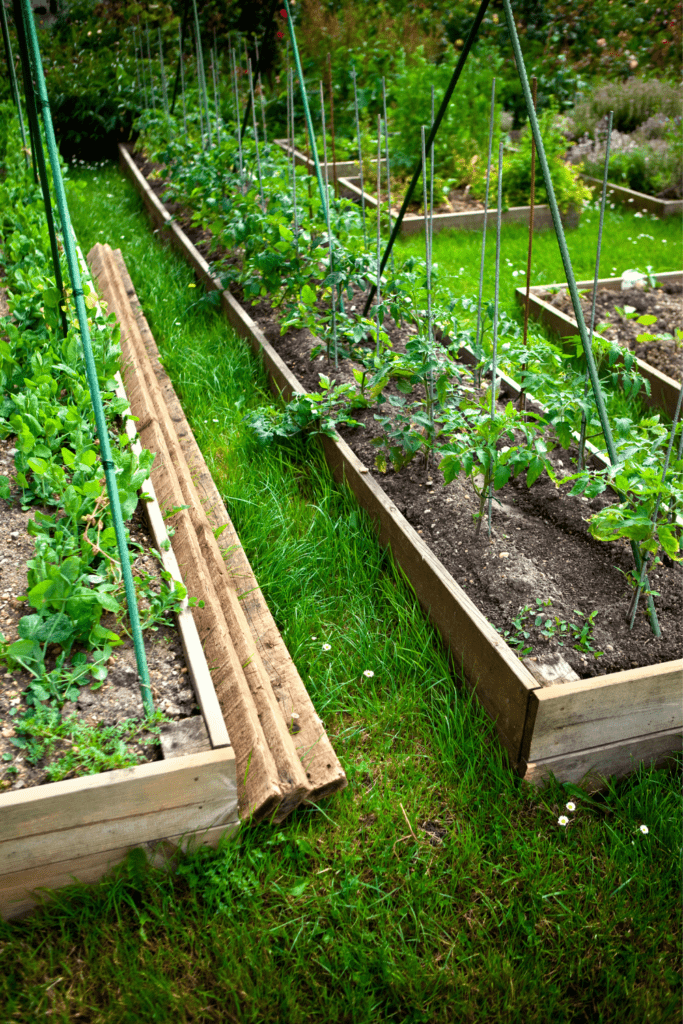 Image illustrates a vegetable garden for how to live off-grid. 