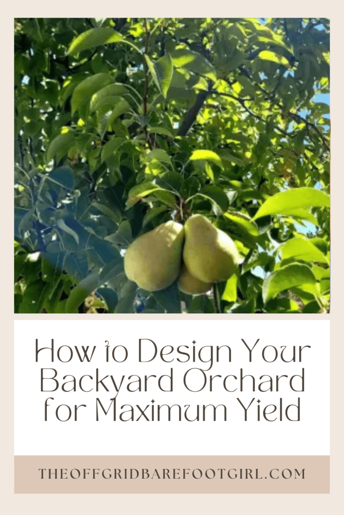 Image illustrates a Pinterest pin of a backyard with fruit trees demonstrating information about how to design your backyard orchard.