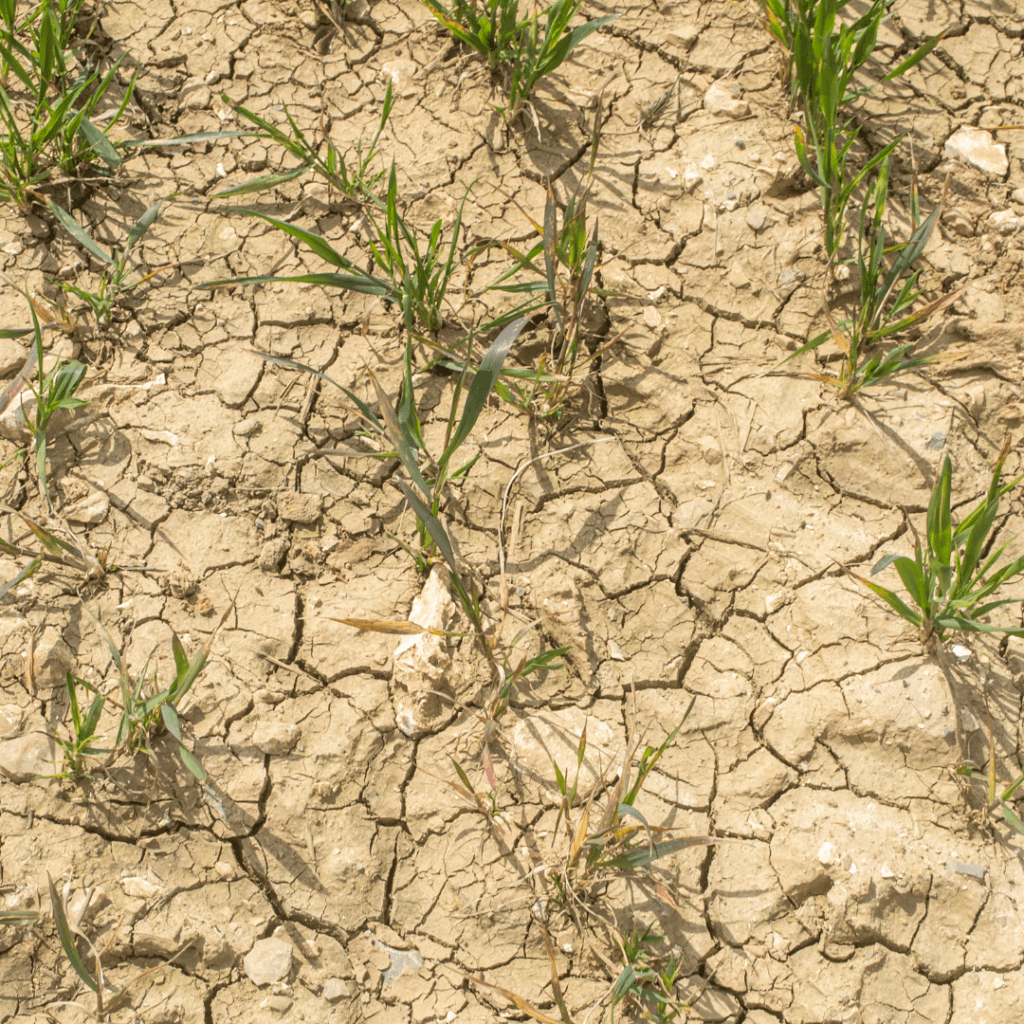 Image illustrates dry conditions. 