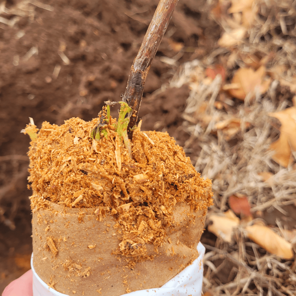 Image illustrates healthy bareroot raspberry plants.