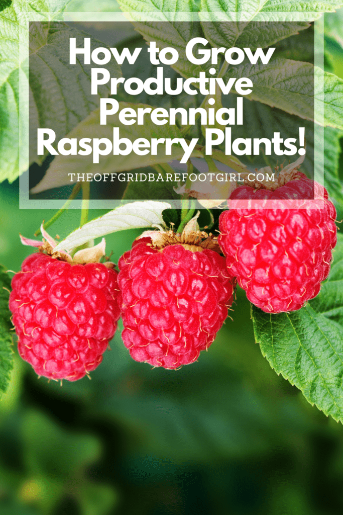 Image illustrates a Pinterest pin of raspberry plants.