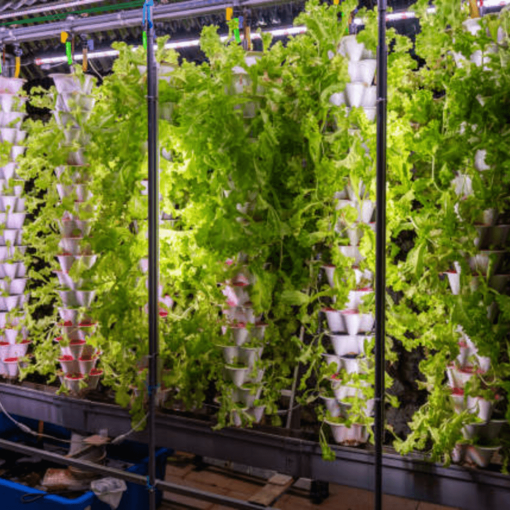 Image illustrates grow towers to grow vertically for gardening indoors. 