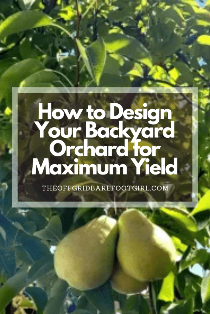 Image illustrates a Pinterest pin of a backyard with fruit trees demonstrating information about how to design your backyard orchard.