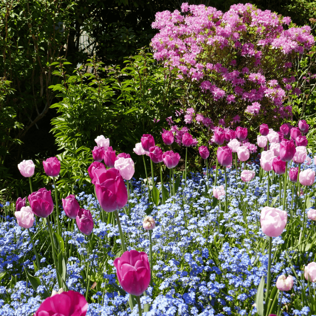 Image illustrates a flower garden.