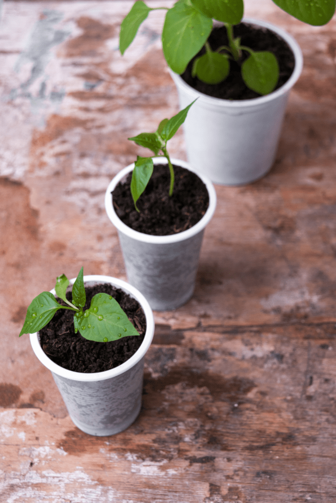 Image illustrates pepper seedlings.