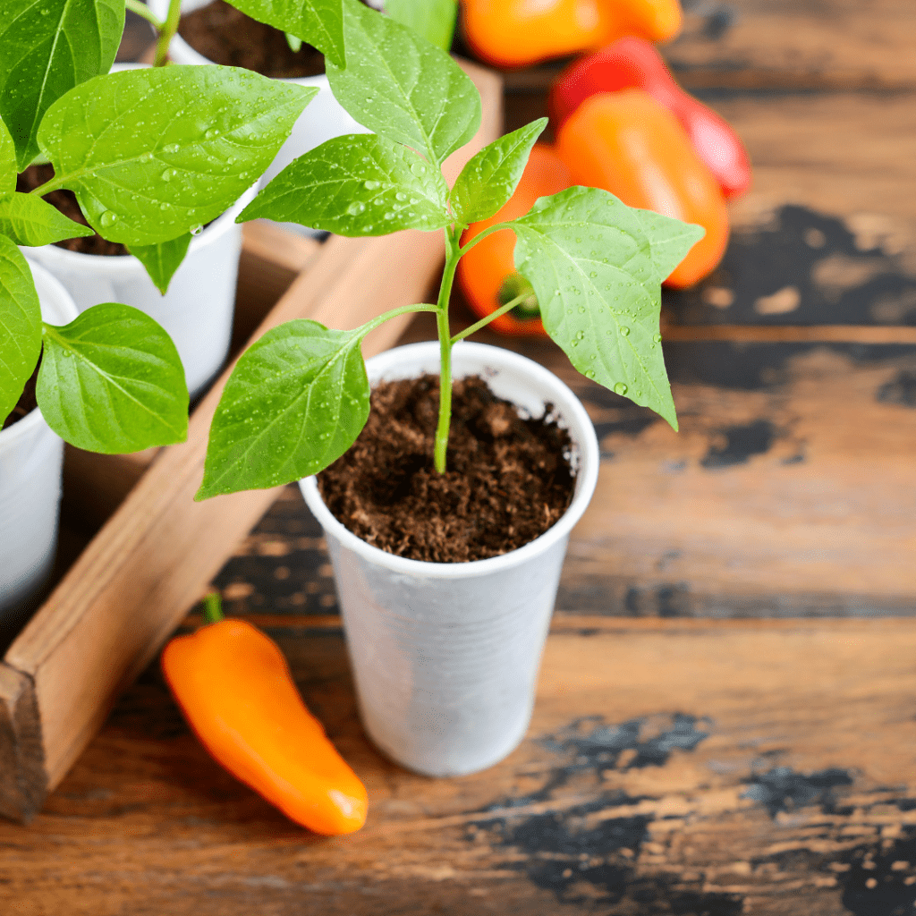 Image illustrates how to grow peppers from seed.