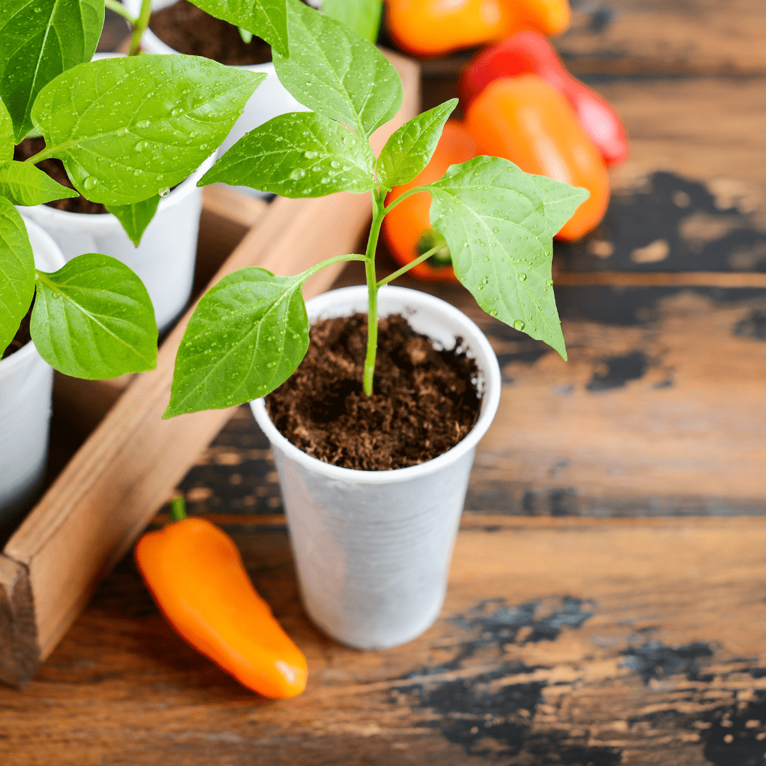 Discover How to Grow Peppers from Seed for Effective Germination!