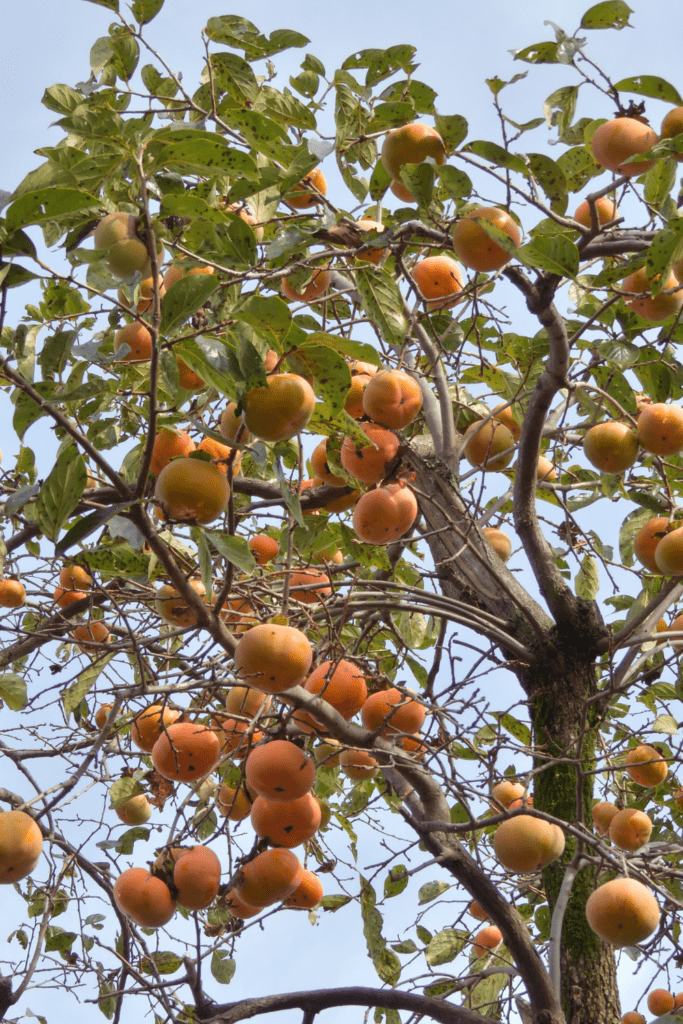 Image illustrates persimmon fruit trees.