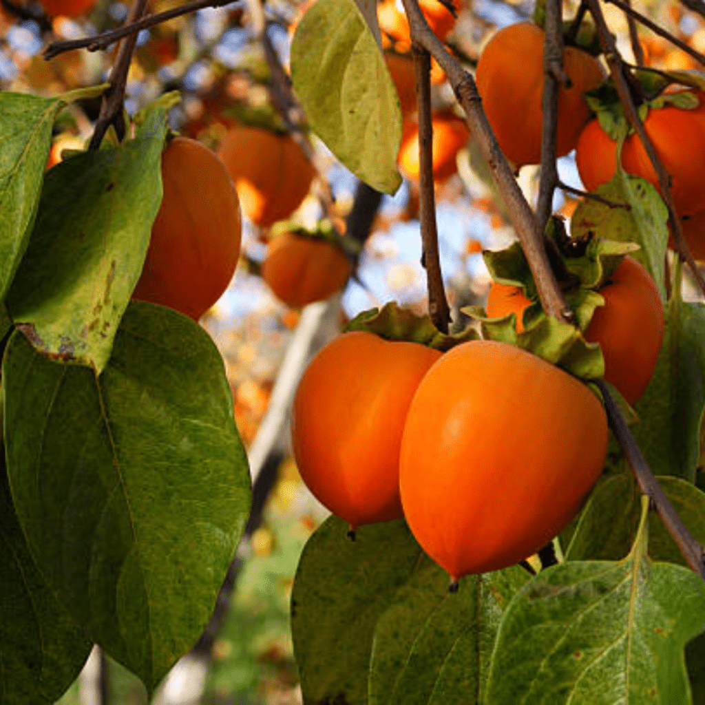 Image illustrates persimmon fruit trees.