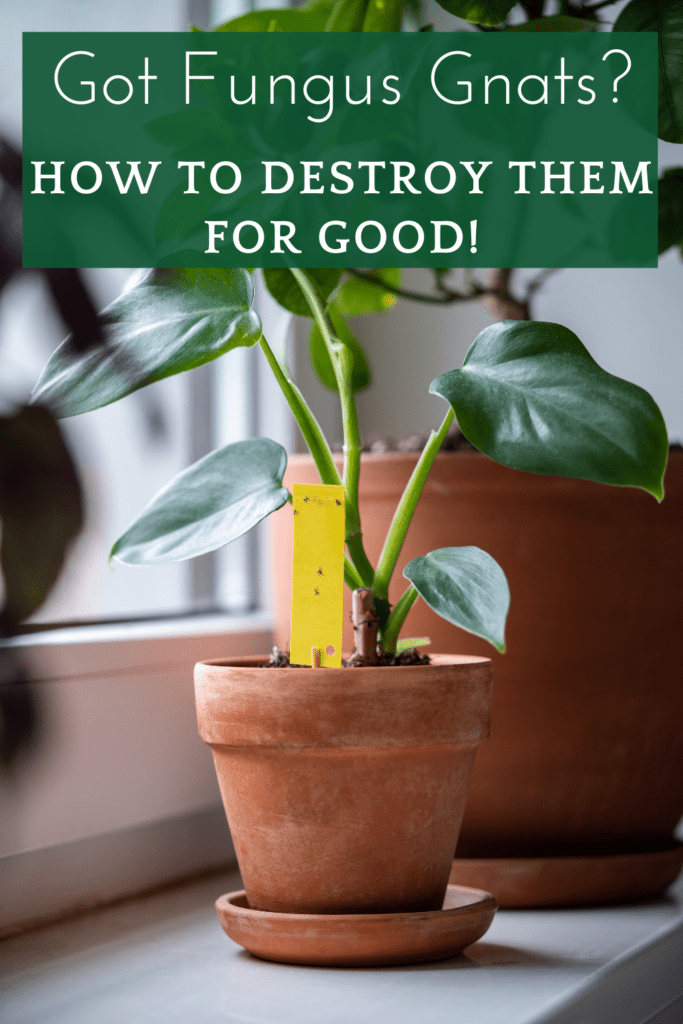 Image illustrates fungus gnats on a sticky trap.