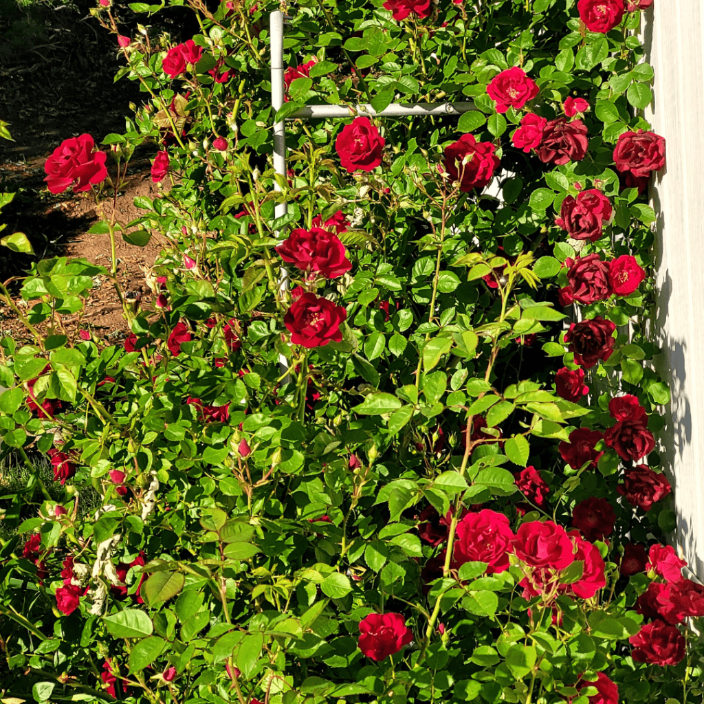 Image illustrates roses for a flower garden. 