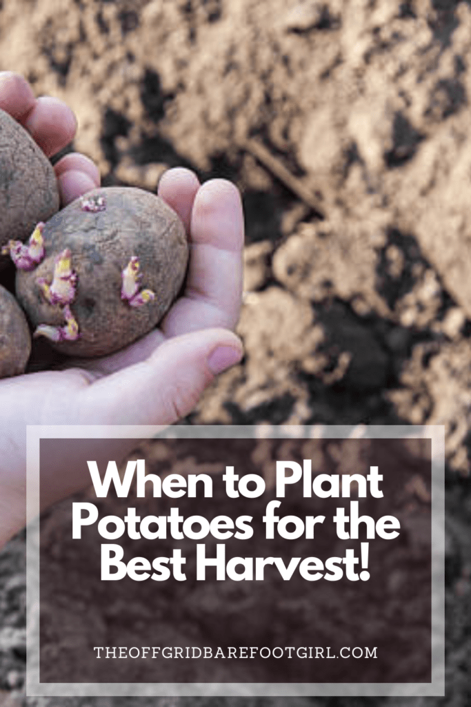 Image illustrates a Pinterest pin of potato seeds for when to plant potatoes. 
