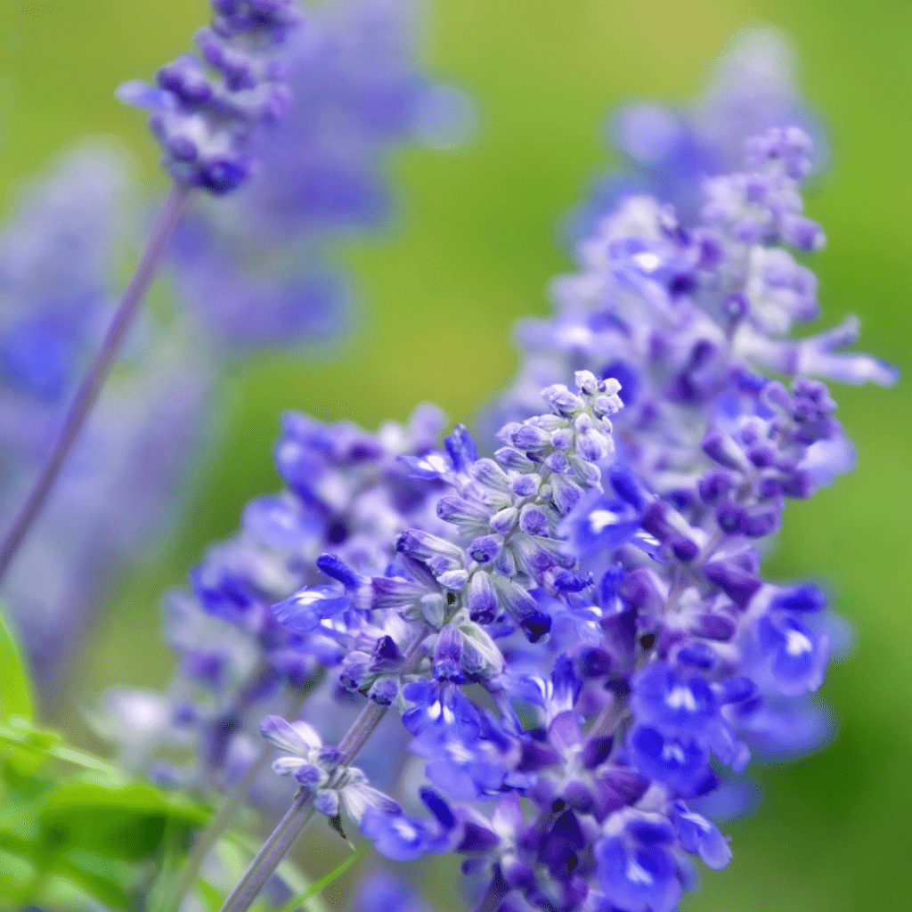 Image illustrates salvia. 