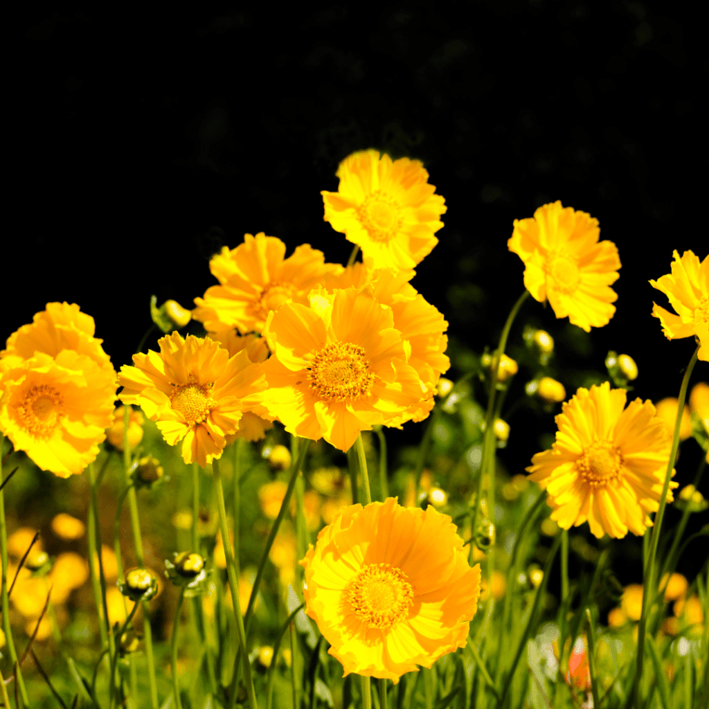 Image illustrates coreopsis. 