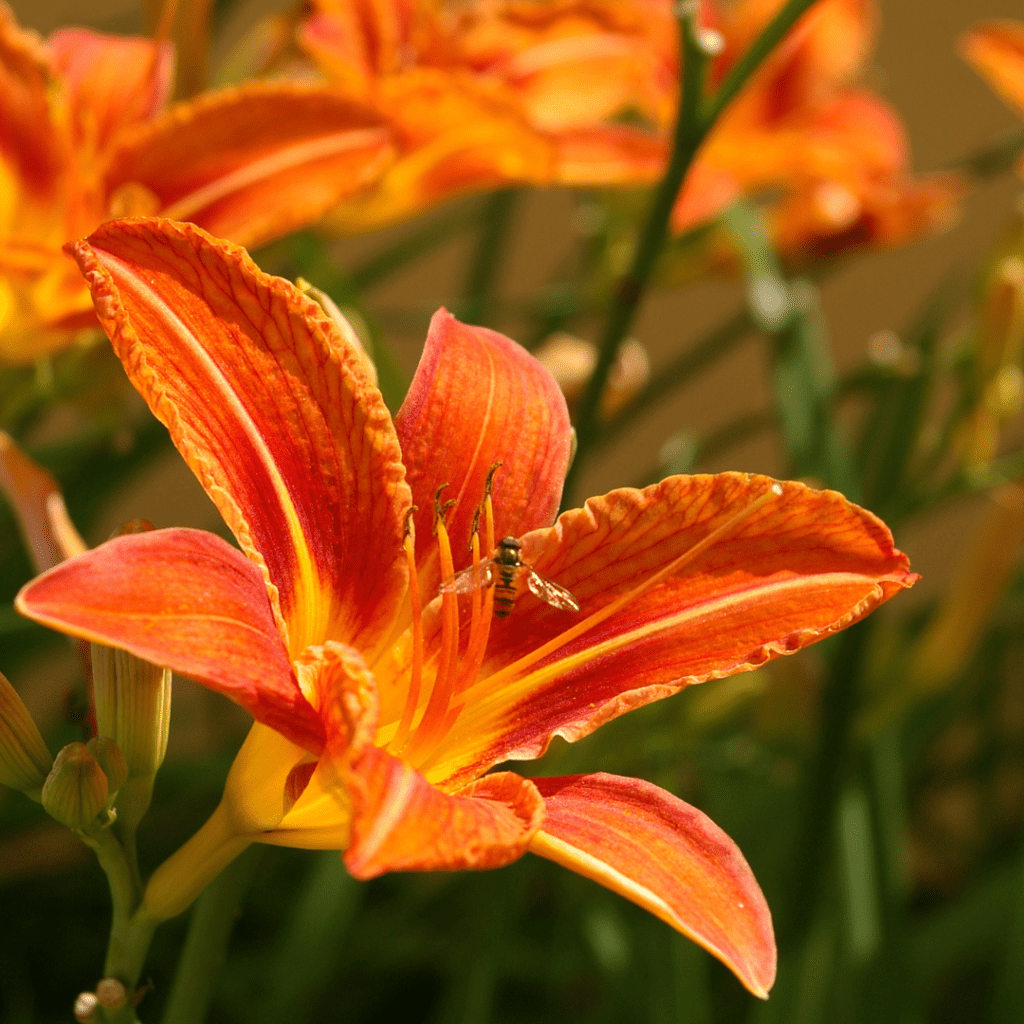 Image illustrates daylilies. 