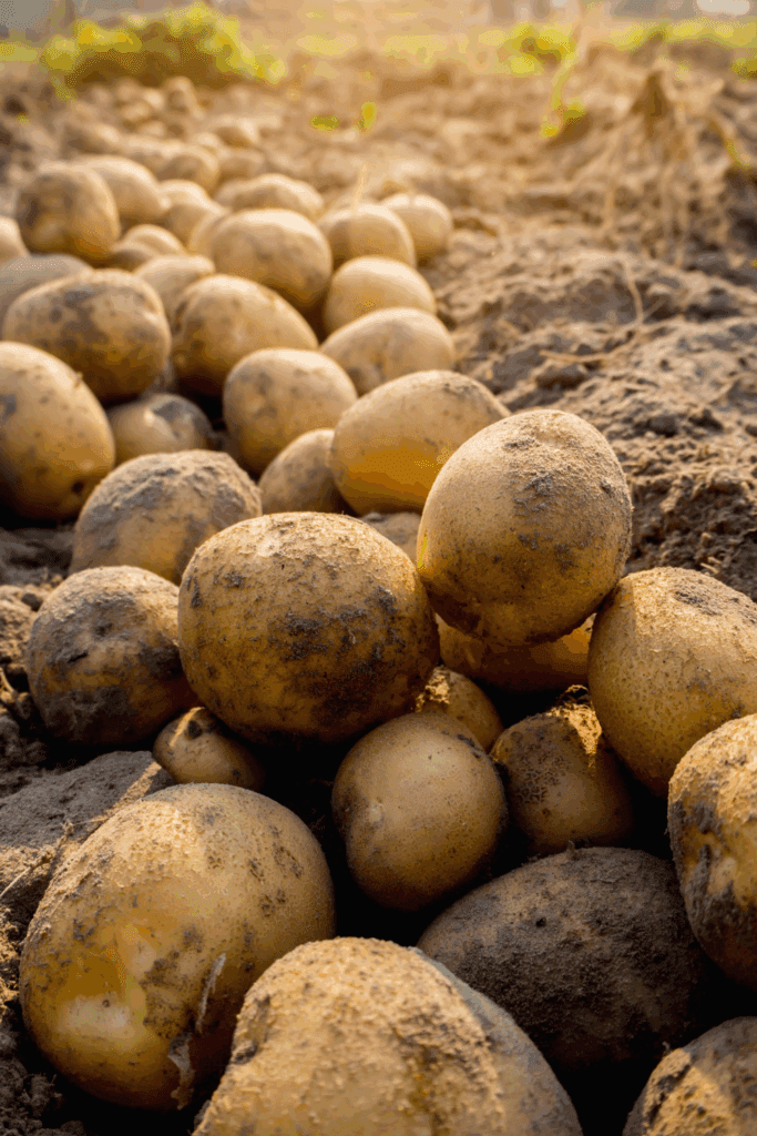 Image illustrates potatoes for when to plant potatoes.